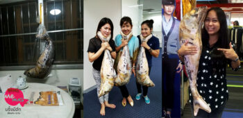 หมอนปลาทู, หมอน ปลา ทู, หมอน ปลาทู, ปลาทู หมอน, หมอนข้างปลาทู