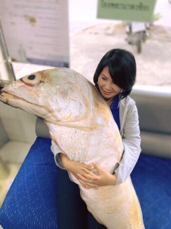 หมอนปลาทูนึ่ง