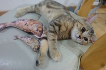 ตุ๊กตาปลาทู ของเล่นแมว