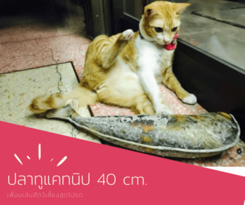 ปลาทูมีใส้แคทนิป