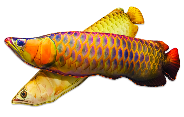 หมอนปลามังกรสีแดง
